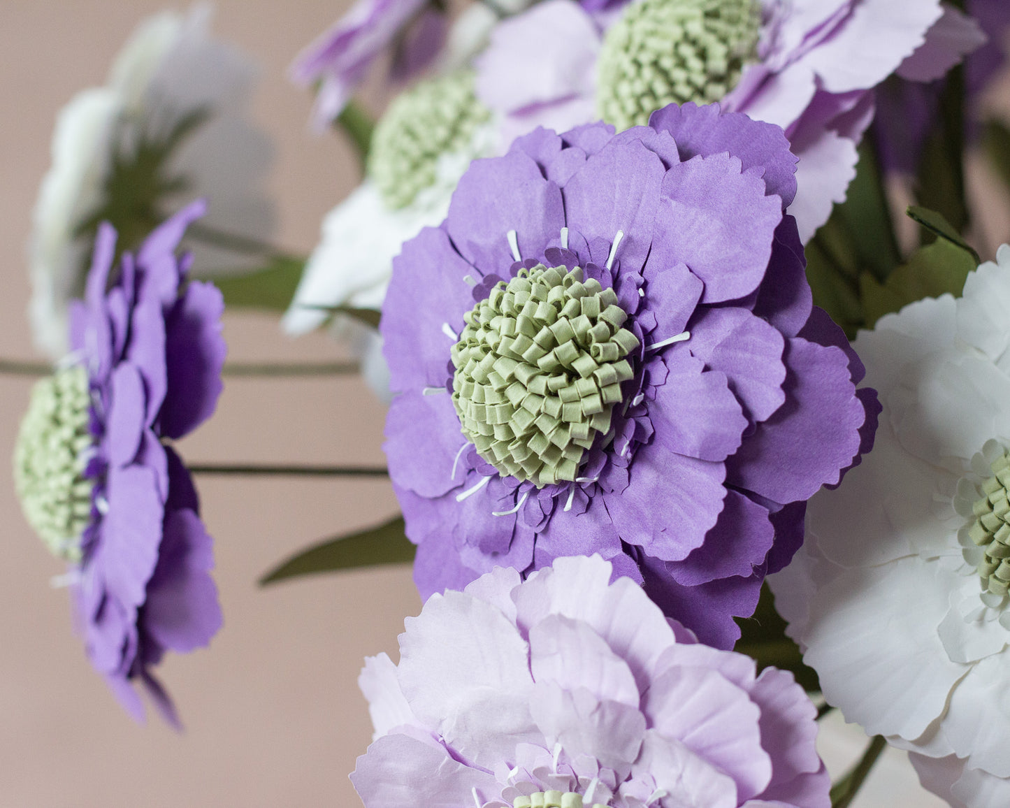 Paper Scabiosa Caucasia