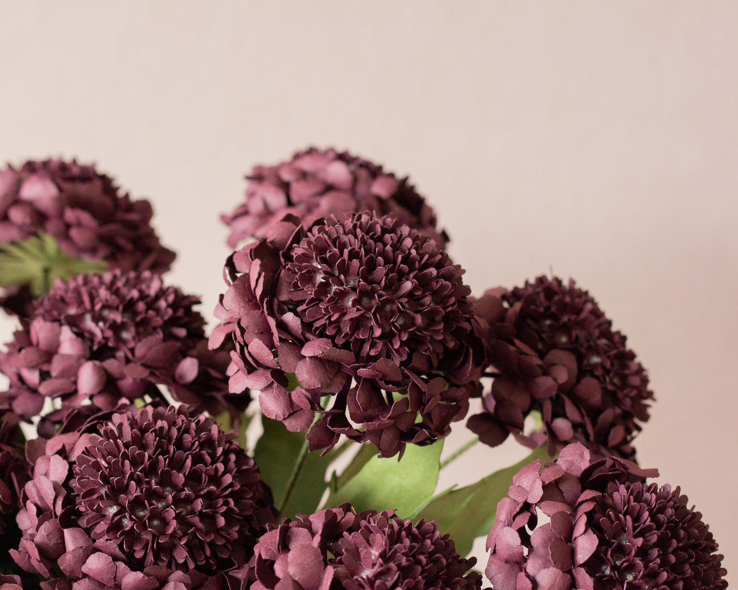 Scabiosa Pin Cushion
