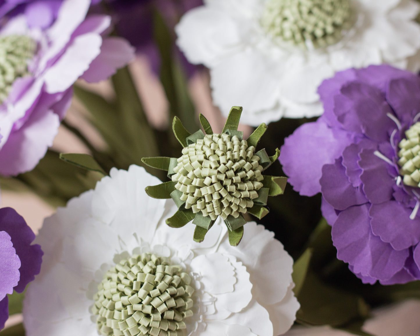 Paper Scabiosa Caucasia